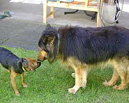 Der Gardasee mit Hund